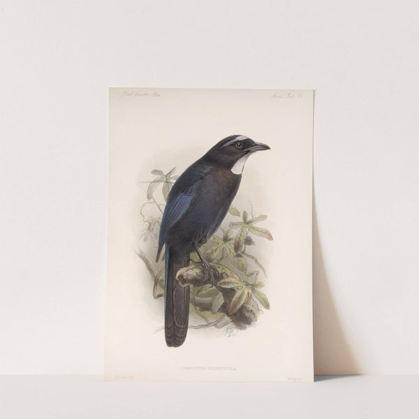 Aves Pl 35 by Frederick DuCane Godman