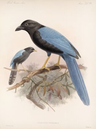 Aves Pl 36 — size preview