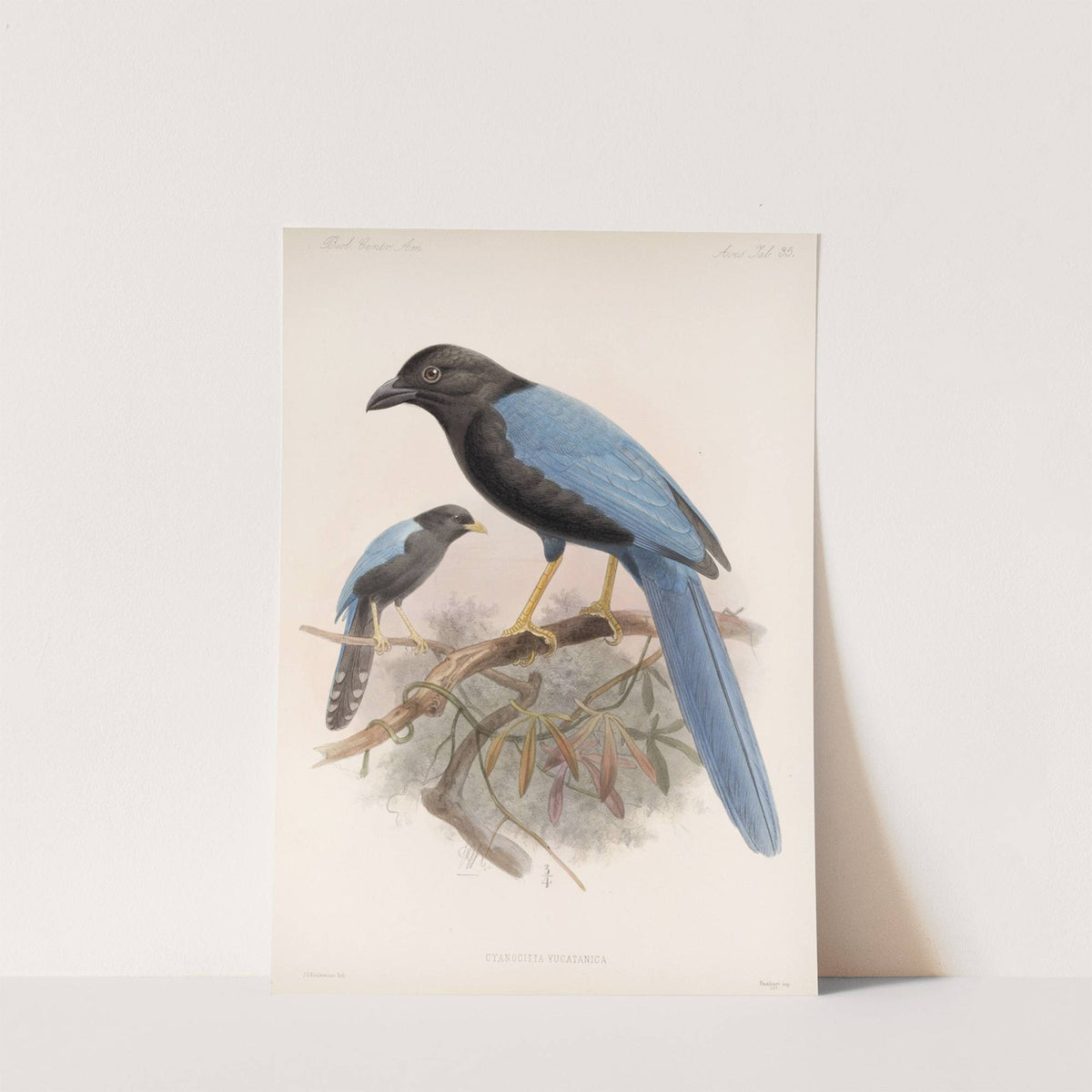 Aves Pl 36 by Frederick DuCane Godman