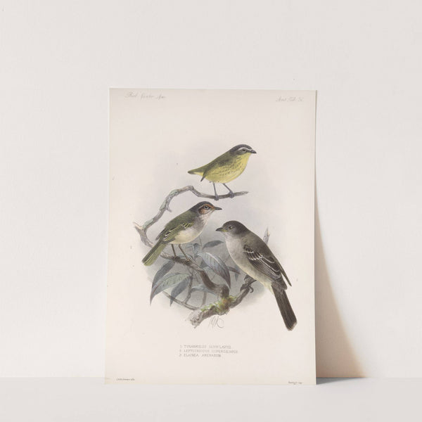Aves Pl 37 by Frederick DuCane Godman