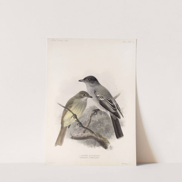 Aves Pl 38 by Frederick DuCane Godman