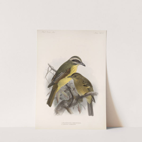 Aves Pl 39 by Frederick DuCane Godman