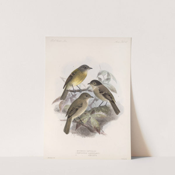 Aves Pl 41 by Frederick DuCane Godman