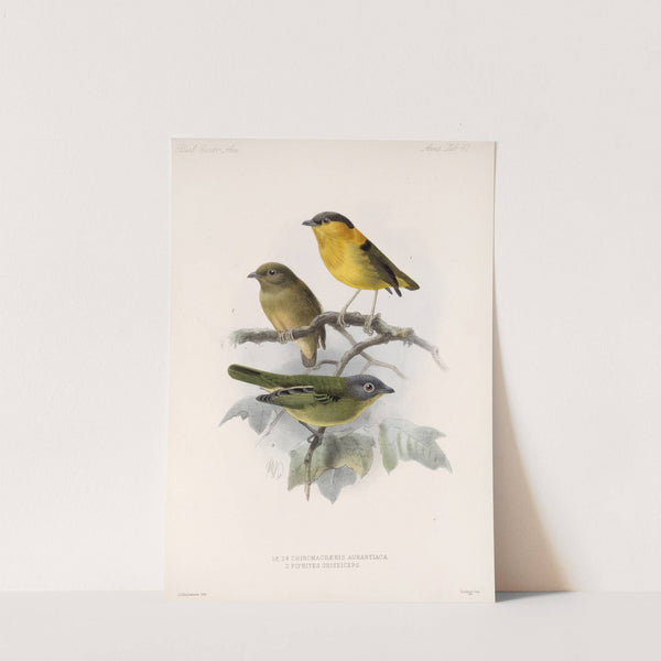 Aves Pl 42 by Frederick DuCane Godman