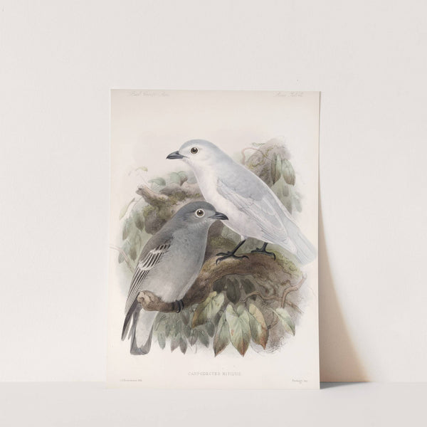 Aves Pl 43 by Frederick DuCane Godman