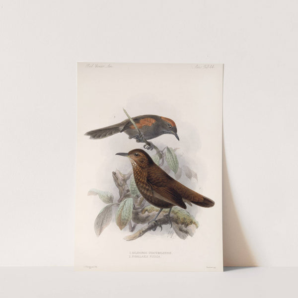 Aves Pl 45 by Frederick DuCane Godman