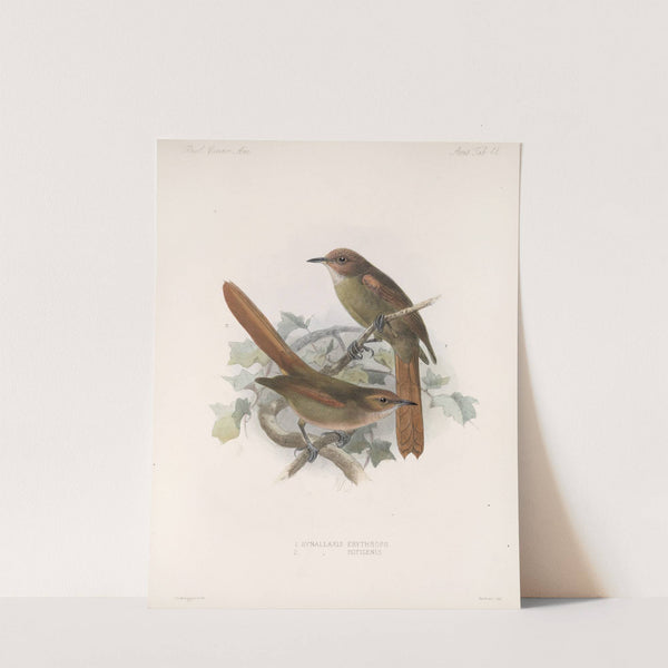 Aves Pl 46 by Frederick DuCane Godman