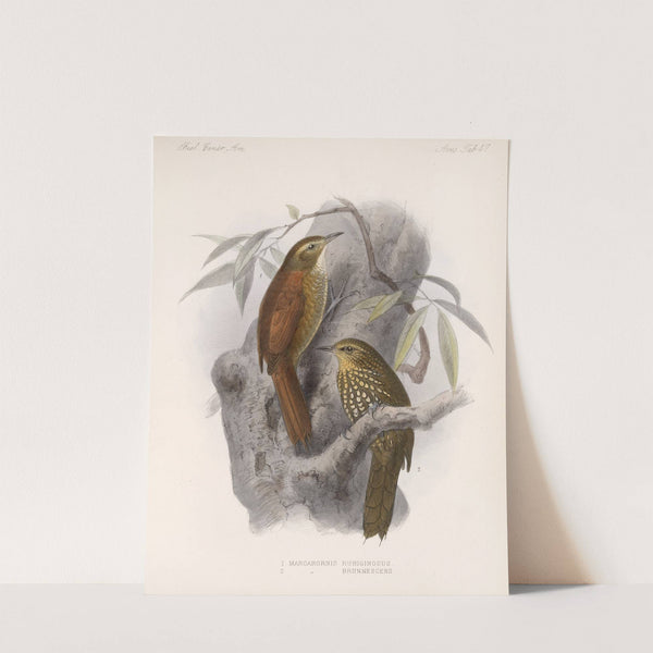 Aves Pl 48 by Frederick DuCane Godman