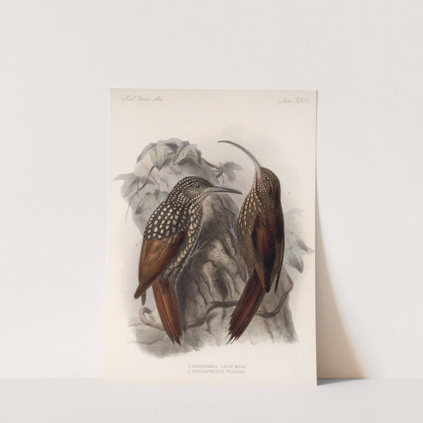 Aves Pl 49 by Frederick DuCane Godman