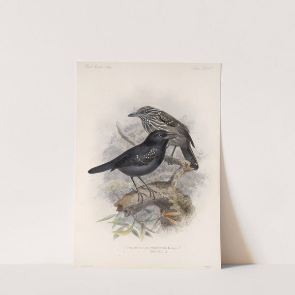 Aves Pl 50 by Frederick DuCane Godman