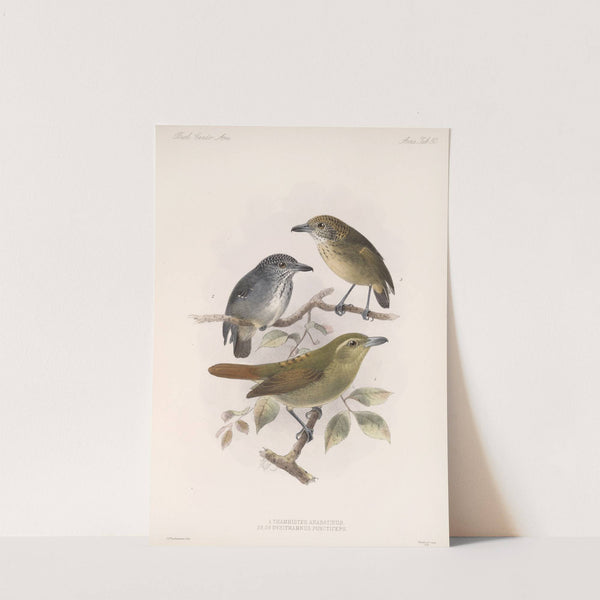 Aves Pl 51 by Frederick DuCane Godman