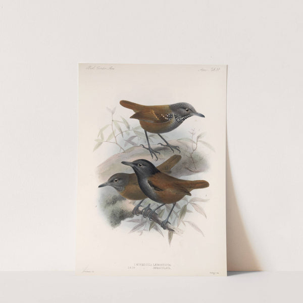 Aves Pl 52 by Frederick DuCane Godman