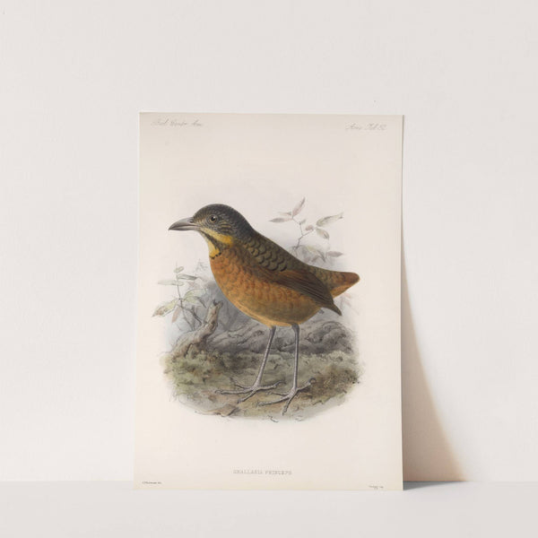 Aves Pl 53 by Frederick DuCane Godman