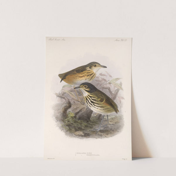 Aves Pl 54 by Frederick DuCane Godman