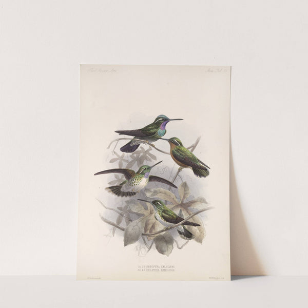 Aves Pl 55 by Frederick DuCane Godman