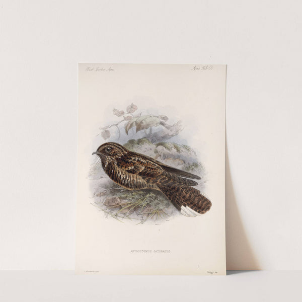 Aves Pl 60 by Frederick DuCane Godman