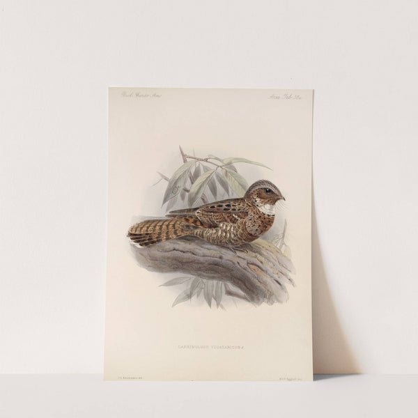 Aves Pl 61 by Frederick DuCane Godman