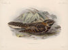 Aves Pl 62