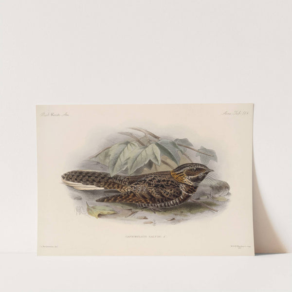 Aves Pl 62 by Frederick DuCane Godman