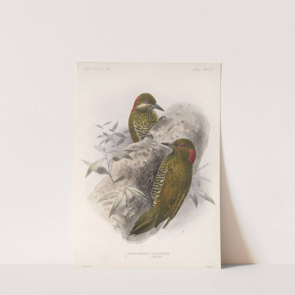 Aves Pl 63 by Frederick DuCane Godman