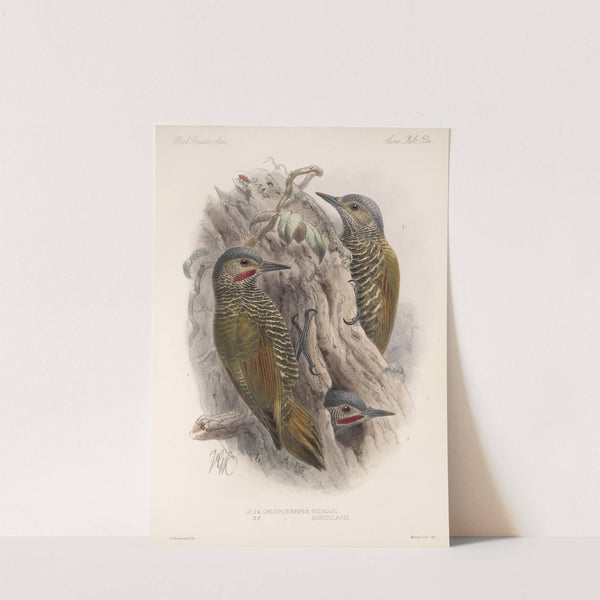 Aves Pl 64 by Frederick DuCane Godman