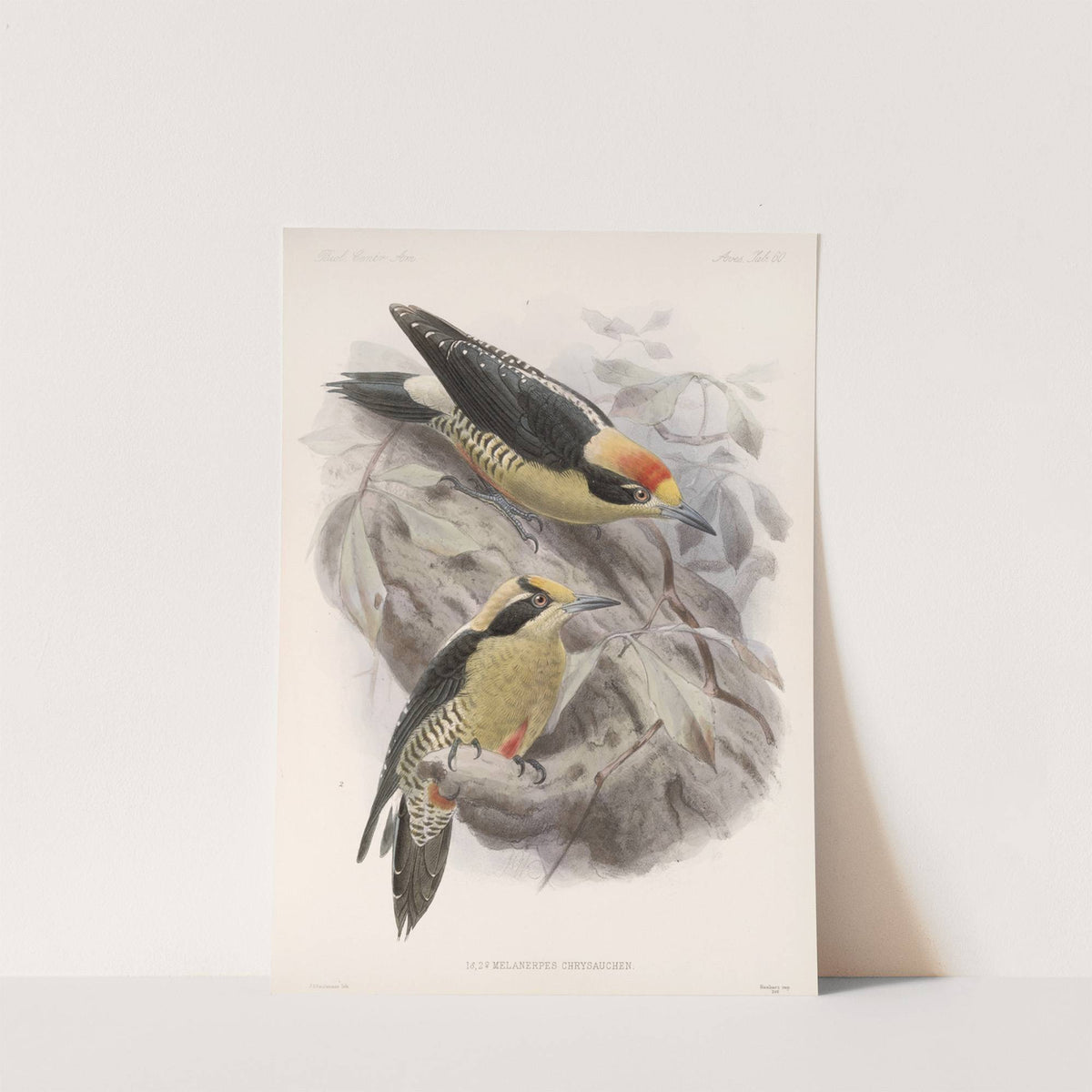 Aves Pl 65 by Frederick DuCane Godman