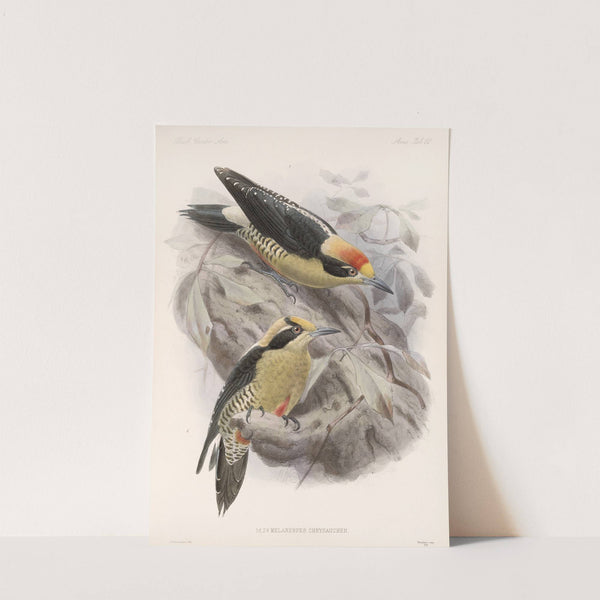 Aves Pl 65 by Frederick DuCane Godman