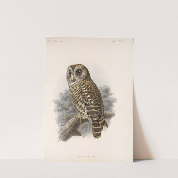 Aves Pl 66 by Frederick DuCane Godman