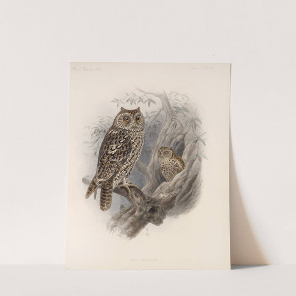 Aves Pl 67 by Frederick DuCane Godman