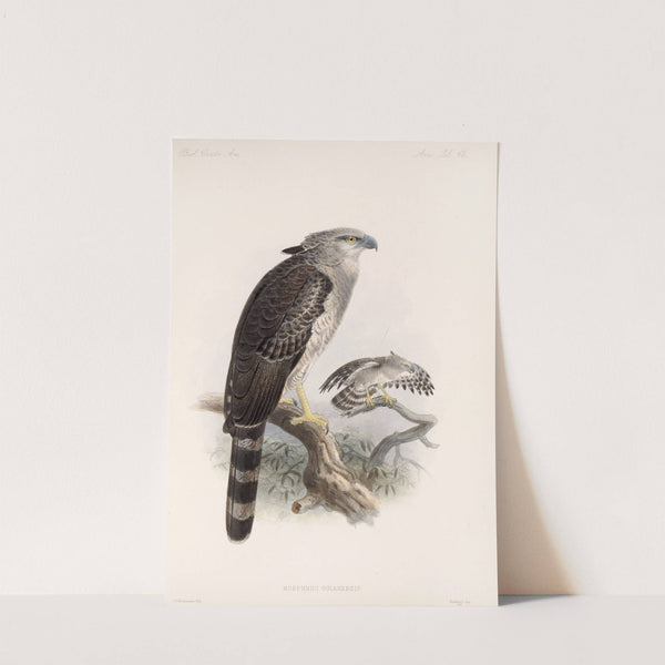 Aves Pl 68 by Frederick DuCane Godman