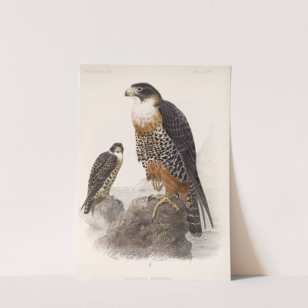 Aves Pl 71 by Frederick DuCane Godman