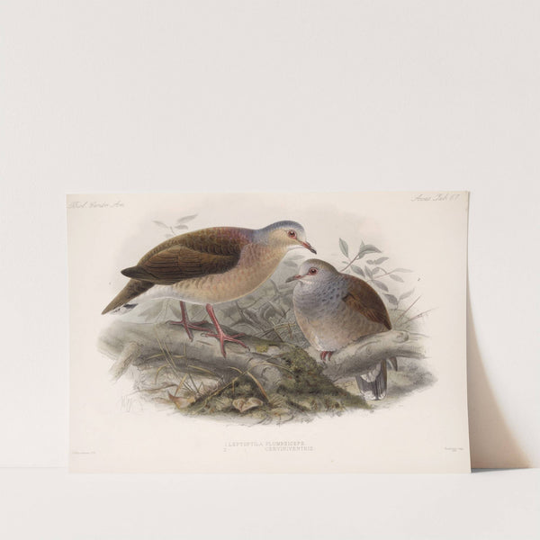 Aves Pl 72 by Frederick DuCane Godman