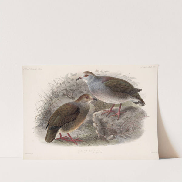 Aves Pl 73 by Frederick DuCane Godman