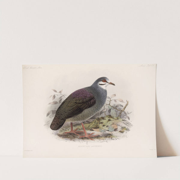 Aves Pl 74 by Frederick DuCane Godman