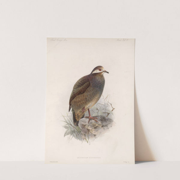 Aves Pl 75 by Frederick DuCane Godman