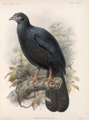 Aves Pl 76 — size preview