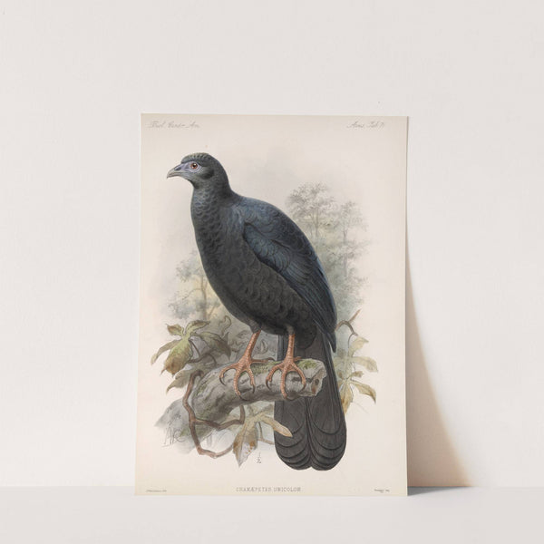 Aves Pl 76 by Frederick DuCane Godman