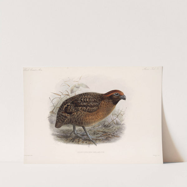 Aves Pl 78 by Frederick DuCane Godman