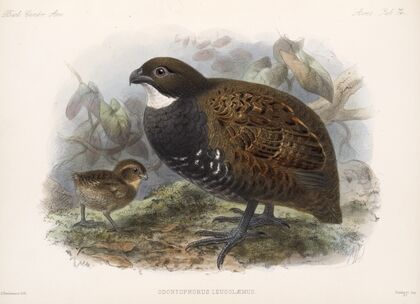 Aves Pl 79 — size preview