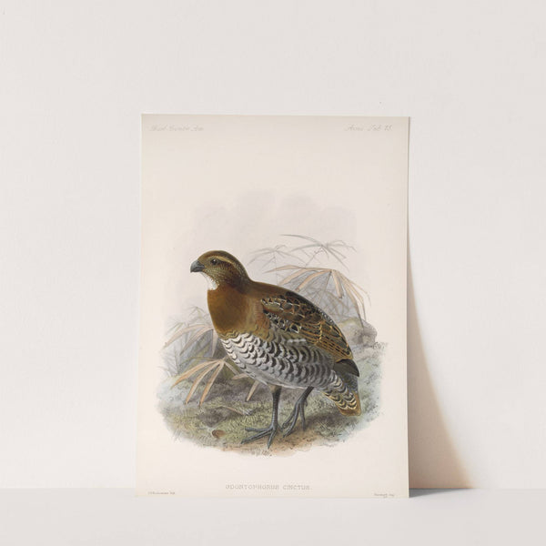 Aves Pl 80 by Frederick DuCane Godman