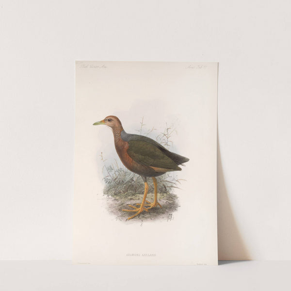 Aves Pl 82 by Frederick DuCane Godman