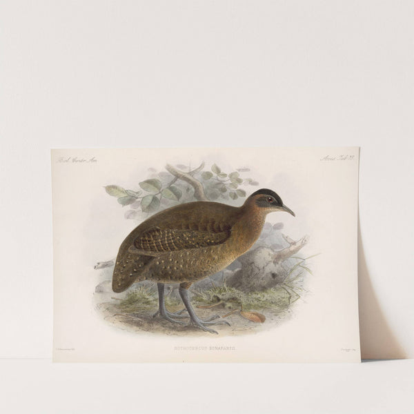 Aves Pl 83 by Frederick DuCane Godman