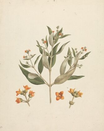 Avicennia marina (Forssk.) Vierh. (White Mangrove)