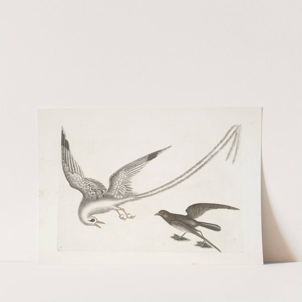 Avis Tropicrtum, The Tropick-Bird; Larus minimus marinus &c., The Storm-Finck, or Pittrel. by Mark Catesby