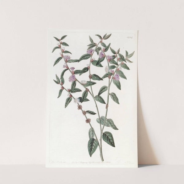 Axillary-flowered Vernonia by Sydenham Edwards