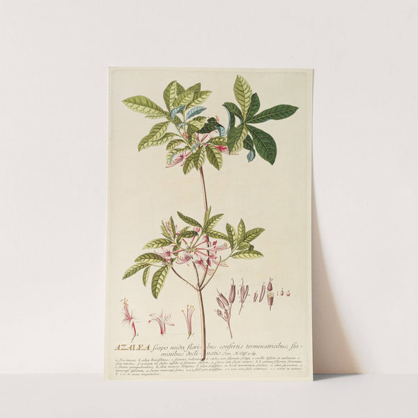 Azalea by Georg Dionysius Ehret
