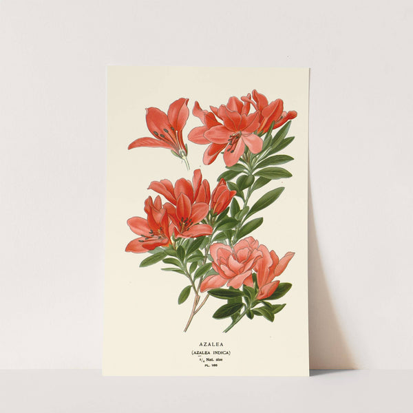 Azalea (1896-1897) by Edward Step