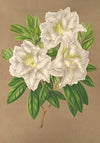 Azalea Bernhard Andrea alba