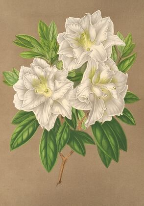 Azalea Bernhard Andrea alba