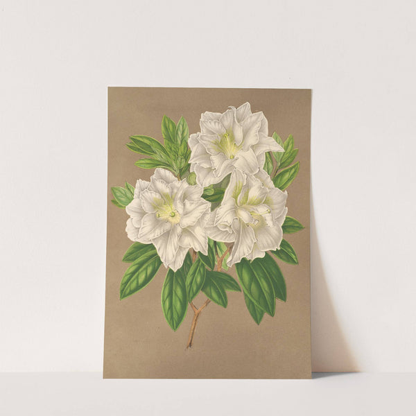 Azalea Bernhard Andrea alba by Charles Antoine Lemaire